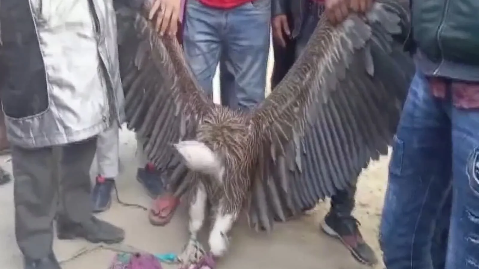 উত্তরপ্রদেশের কানপুরে বিরলপ্রজাতির শকুন উদ্ধার