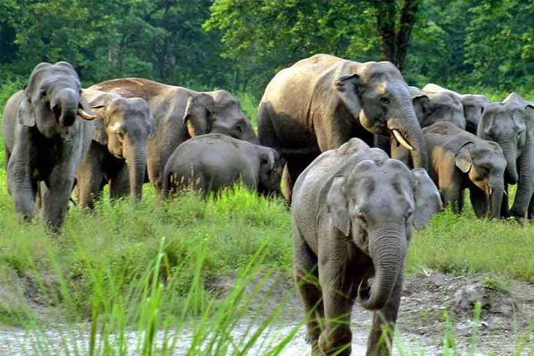কেন্দ্র-রাজ্য সমন্বয় বৈঠকে দাবি বনমন্ত্রীর রাজ্যে হাতি মৃত্যুর সংখ্যা ক্রমশ হ্রাস পেয়েছে