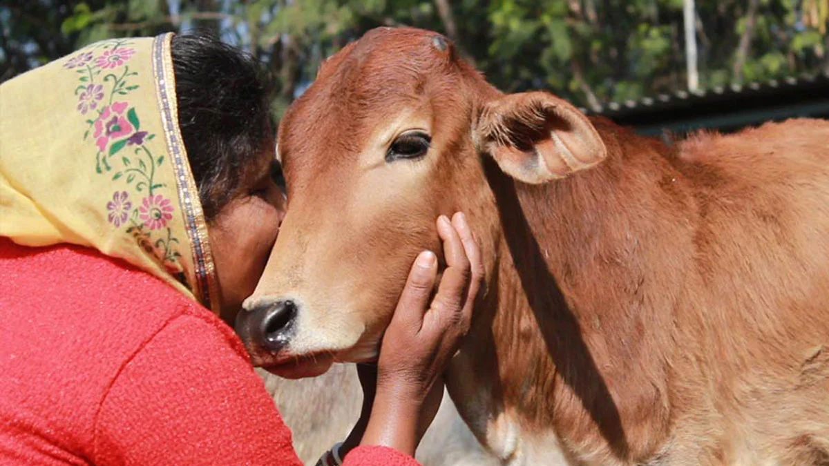 ভ্যালেন্টাইন ডে’তে গরুকে জড়িয়ে ধরার অনুরোধ, টুইটারে বিদ্রূপাত্মক পোস্ট