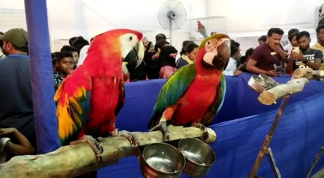 বিদেশি পাখির প্রদর্শনী কোণা হাওড়া হাটে