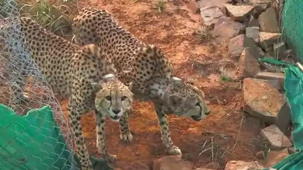 আফ্রিকা থেকে ভারতে এল ১২টি চিতা, ছাড়া হল মধ্যপ্রদেশের কুনো জঙ্গলে