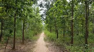 পশ্চিম মেদিনীপুর, বাঁকুড়ায় জঙ্গল লাগোয়া এলাকায় পরীক্ষার্থীদের কেন্দ্রে পৌঁছতে দিতে বিশেষ ব্যবস্থা বনদফতরের