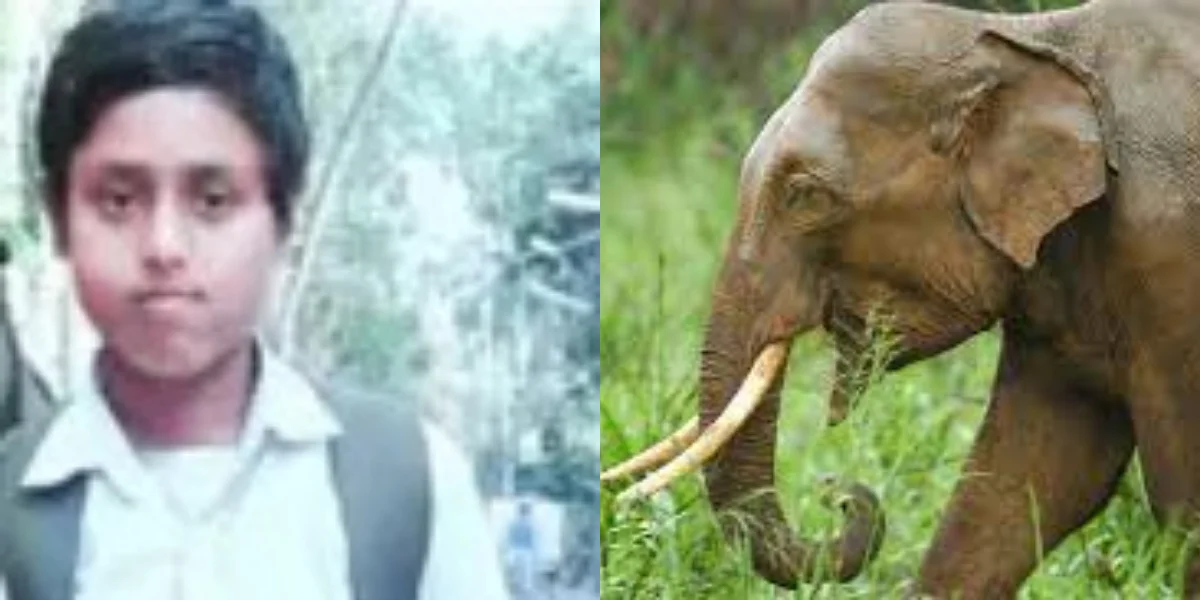 মাধ্যমিক পরীক্ষা দেওয়া হল না, হাতির পায়ে পিষ্ট হয়ে মৃত পরীক্ষার্থী