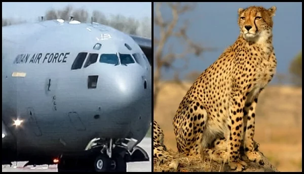 ভারতীয় বায়ুসেনার বিশেষ বিমানে আজই দেশে আসছে ১২ টি চিতা