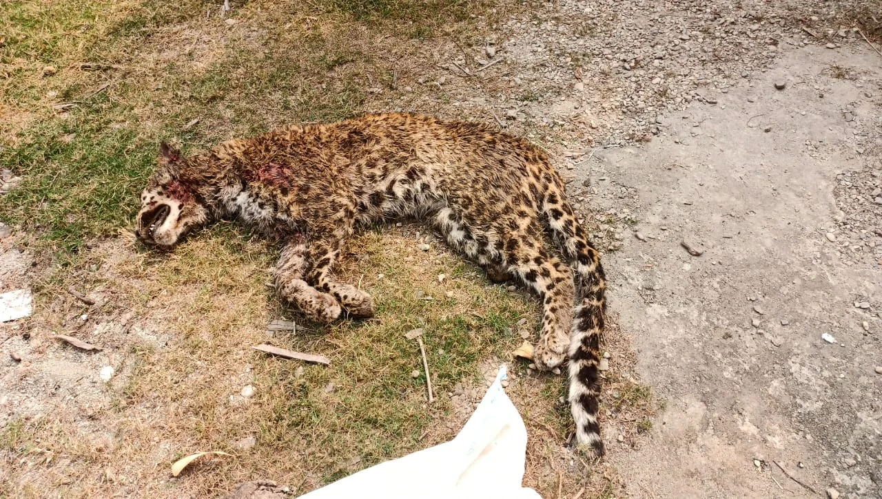 বুনো শুকরের সঙ্গে লড়াইের জেরে মৃত্যু হল প্রতিবন্ধী চিতার