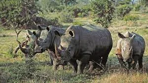 বড়সড় সাফল্য বনদফতরের, গ্রেফতার কুখ্যাত চোরা শিকারি লেকেন বাসুমাতারি, ১২৫ টি গণ্ডার হত্যার অভিযোগ