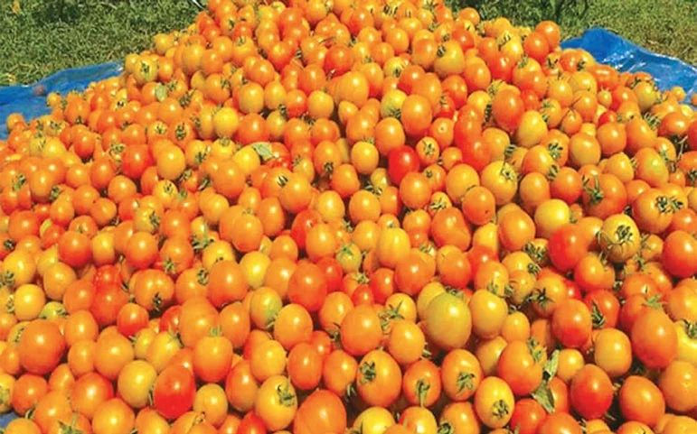 ব্রিটেনে তিনটির বেশি টমেটো কেনা যাচ্ছে না