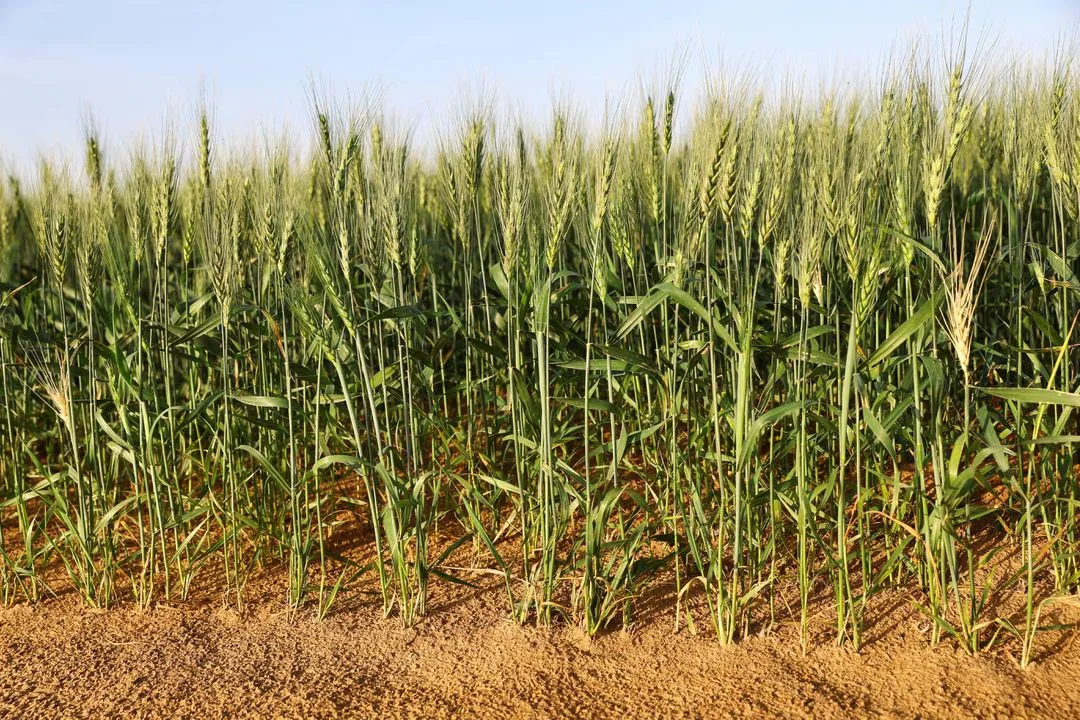 মরুভূমির প্রথম গম আসছে বাজারে