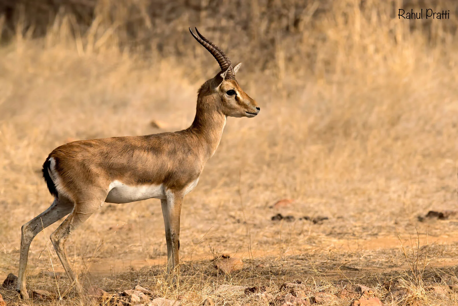 হরিণ মেরে, বনভোজনের ভিডিও করে পুলিশকে চ্যালেঞ্জ এক দল শিকারির