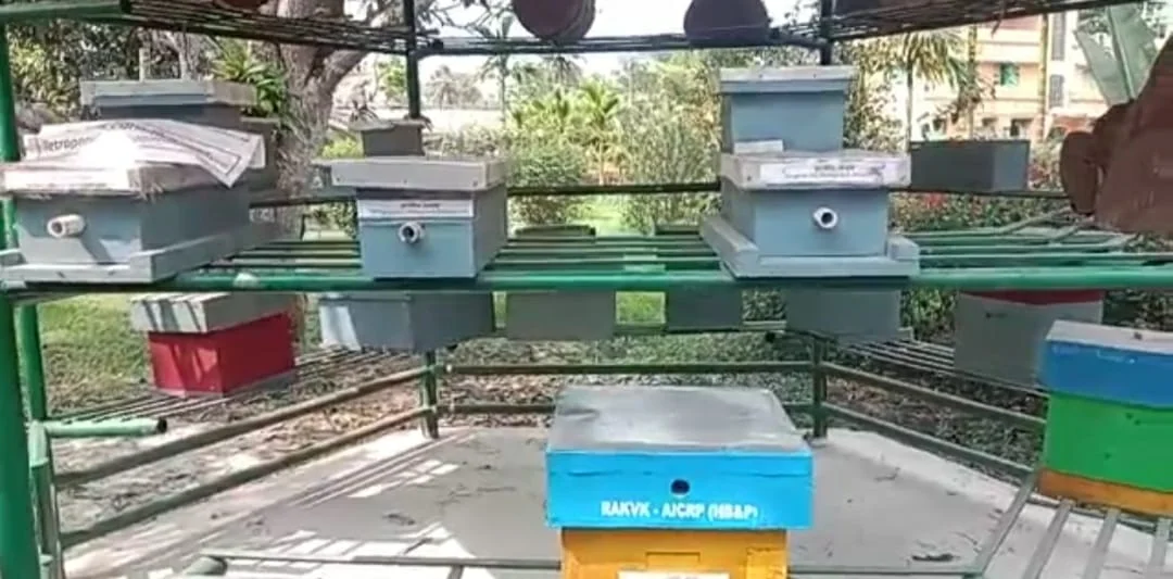 বিকল্প কর্মসংস্থানে সুন্দরবনবাসীর পাশে নিমপীঠ রামকৃষ্ণ কৃষি বিজ্ঞান কেন্দ্র