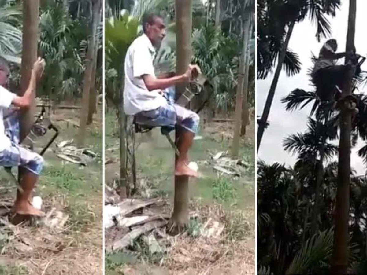 গাছ-বাইকে সহজে পেড়ে আনা যাচ্ছে নারকেল   