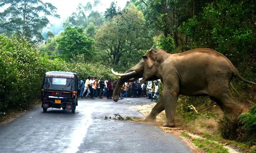 হাতির সঙ্গে সংঘাতের জের, দেশে তিন বছরে ১৫০০ মৃত্যু বিবৃতি সরকারের