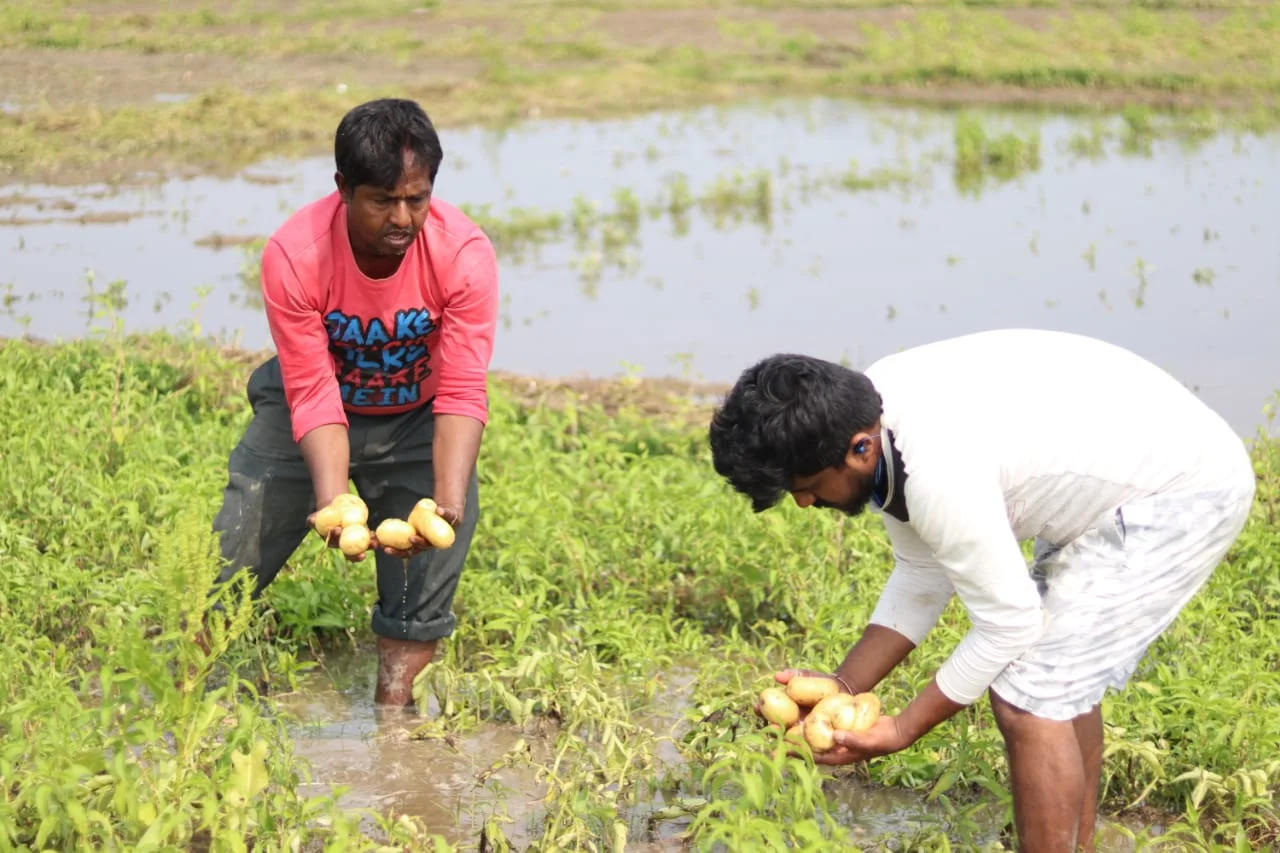 শিলাবৃষ্টি ও ঝড়ের তাণ্ডবে ক্ষতির মুখে ধূপগুড়ি  ব্লকের আলু চাষিরা
