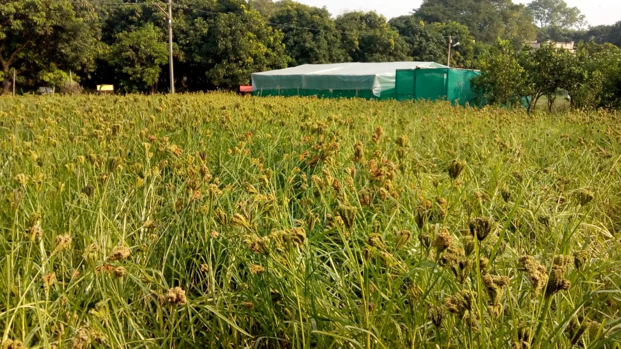 ধান চাষের বিকল্প হিসেবে রাগী চাষের পরামর্শ বীরভূমের লালমাটিতে