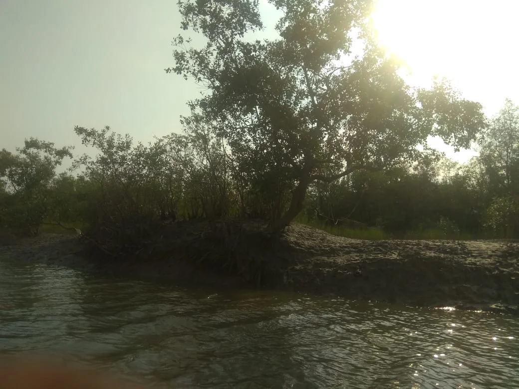 সুন্দরবনে বাঘের খাদ্য সংকট মেটাতে আনা হল হরিণ