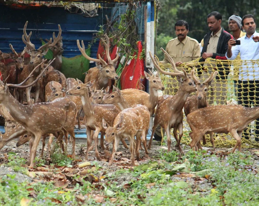 বক্সা বনে ১০৪টি চিতল হরিণ ছাড়লো বন বিভাগ