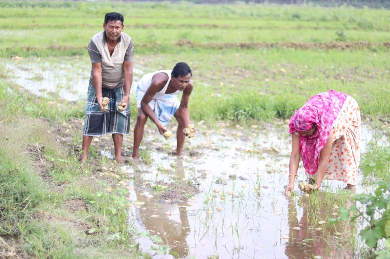 কালবৈশাখীর জেরে আলুতে পচন, ঋণে জেরবার কৃষকদের আত্মহত্যার হুমকি