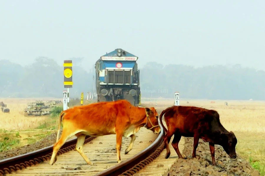 ট্রেনের ধাক্কায় এক বছরে ১৩ হাজার গরুর মৃত্যু, বিপাকে ভারত সরকার
