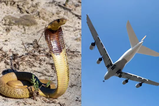 মাঝ আকাশে ককপিটে বিষধর সাপ! জরুরি অবতরণ পাইলটের