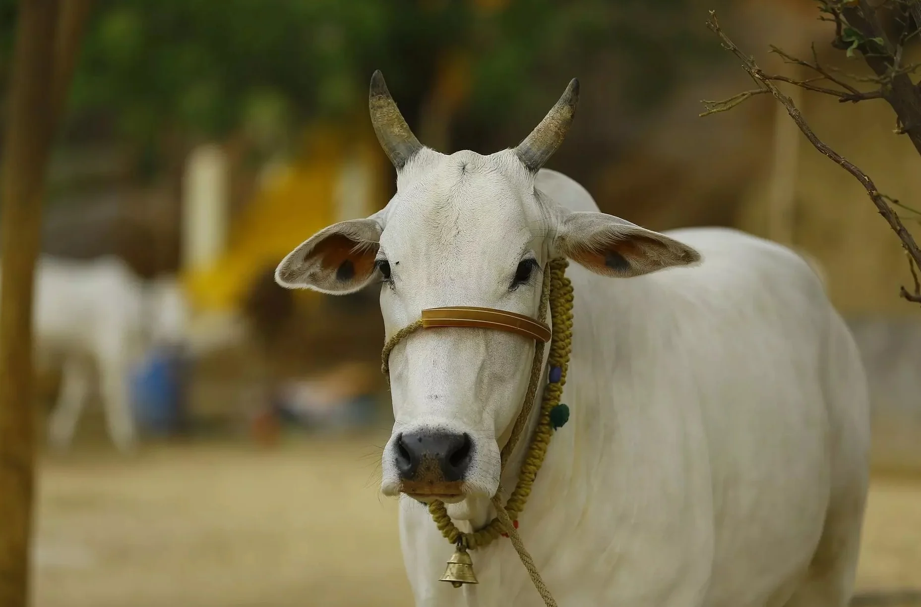 গোমূত্রে আছে ক্ষতিকারক ব্যাক্টেরিয়া! মানুষের পান করার উপযুক্ত নয়,  রিপোর্ট
