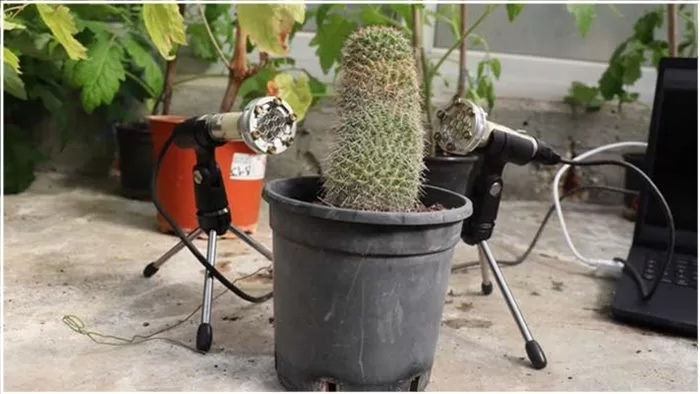 কথা বলতে পারে গাছও!