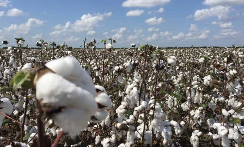 প্রতীকী আন্দোলনে মহারাষ্ট্রের তুলোচাষিরা, দাবি না মানলে গণলাশের উপর দিয়ে যেতে হবে, সরকারকে হুঁশিয়ারি