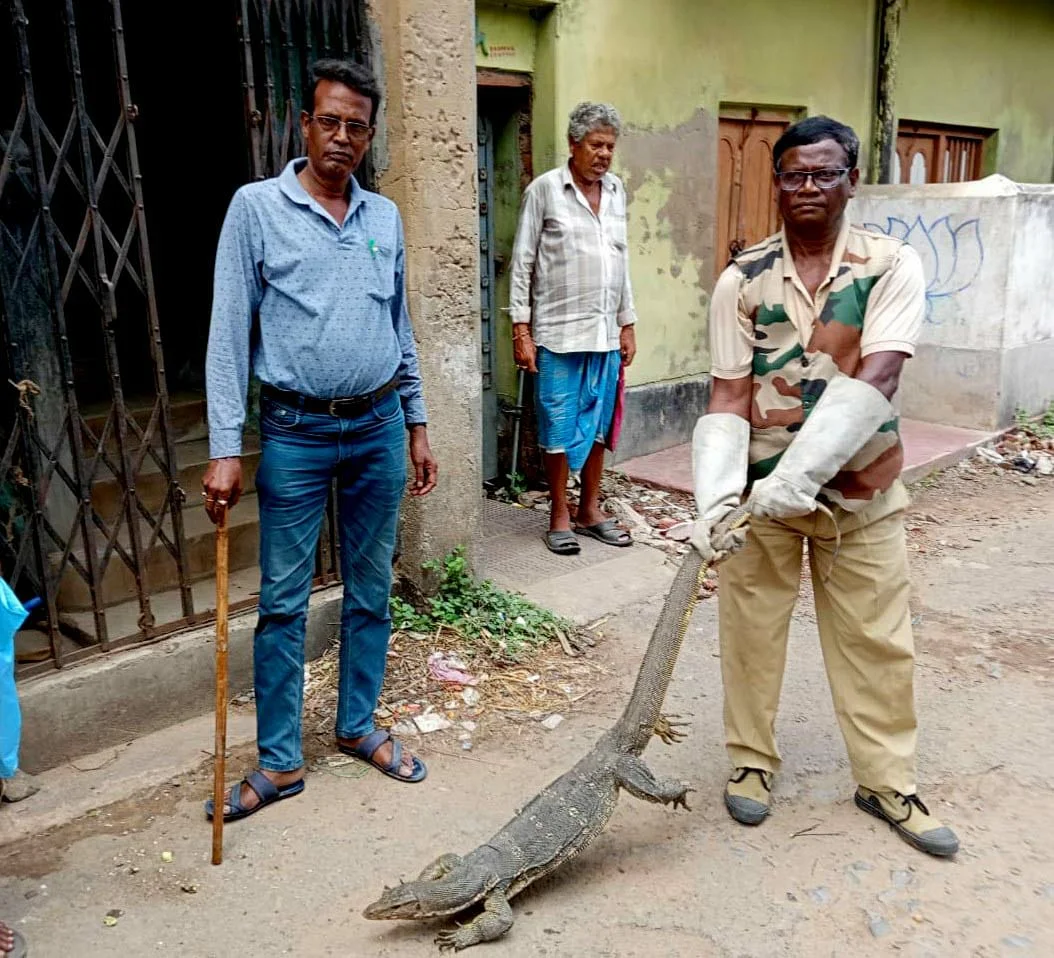 ওষুধের দোকানের আলমারিতে গোসাপ, উদ্ধার করলেন বন কর্মীরা