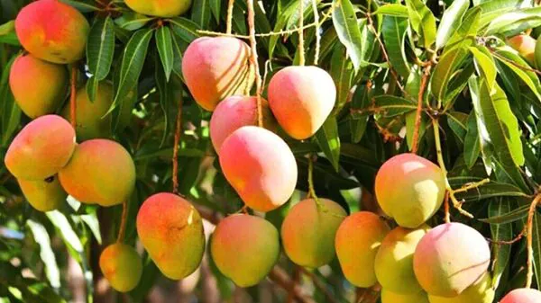 গ্রীষ্মকালীন ফলের উপকারিতা