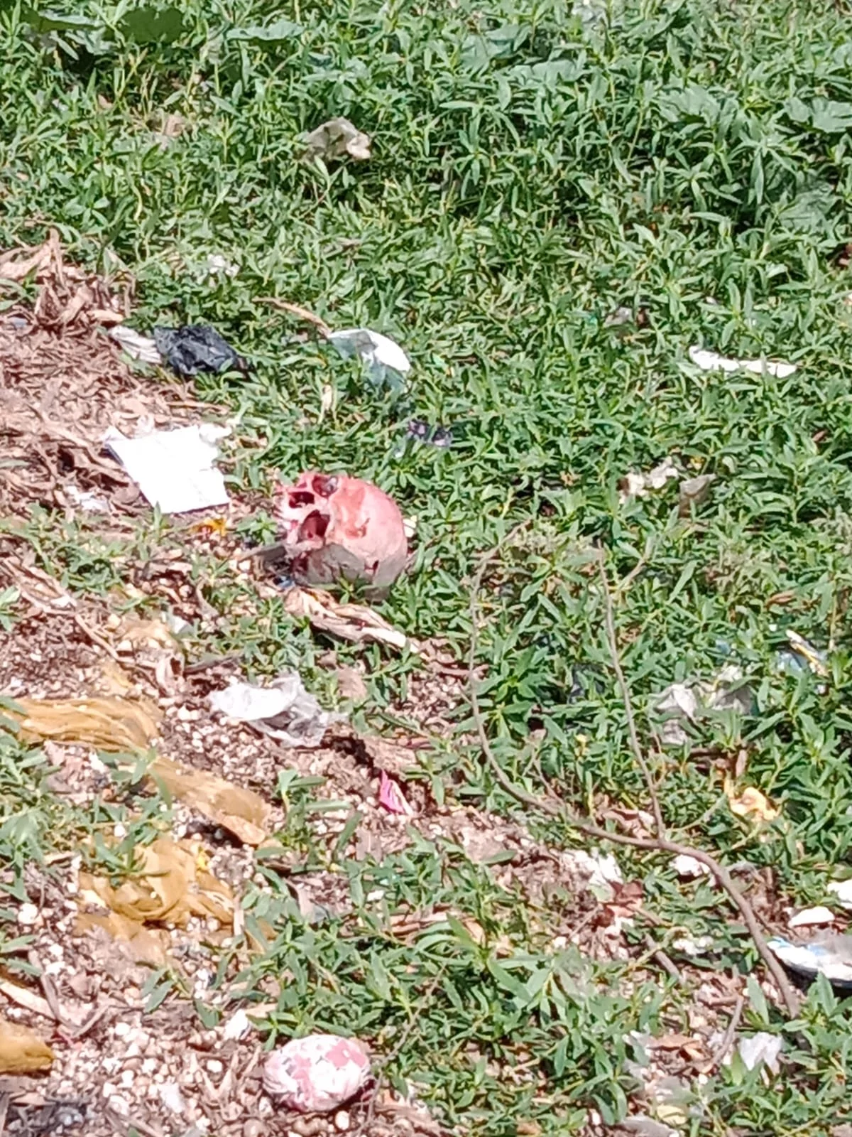 মানুষের খুলি উদ্ধার, চাঞ্চল্য জগাছায়