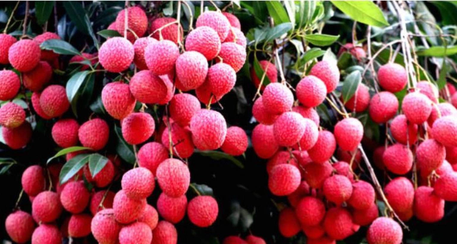 গ্রীষ্মকালীন ফলের উপকারিতা