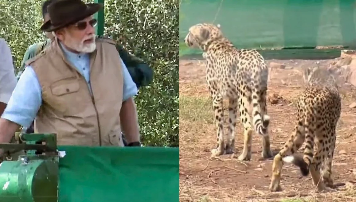 মোদির আনা একের পর এক চিতা মরছে কুনোয়, যজ্ঞের আয়োজন পদ্ম শিবিরের