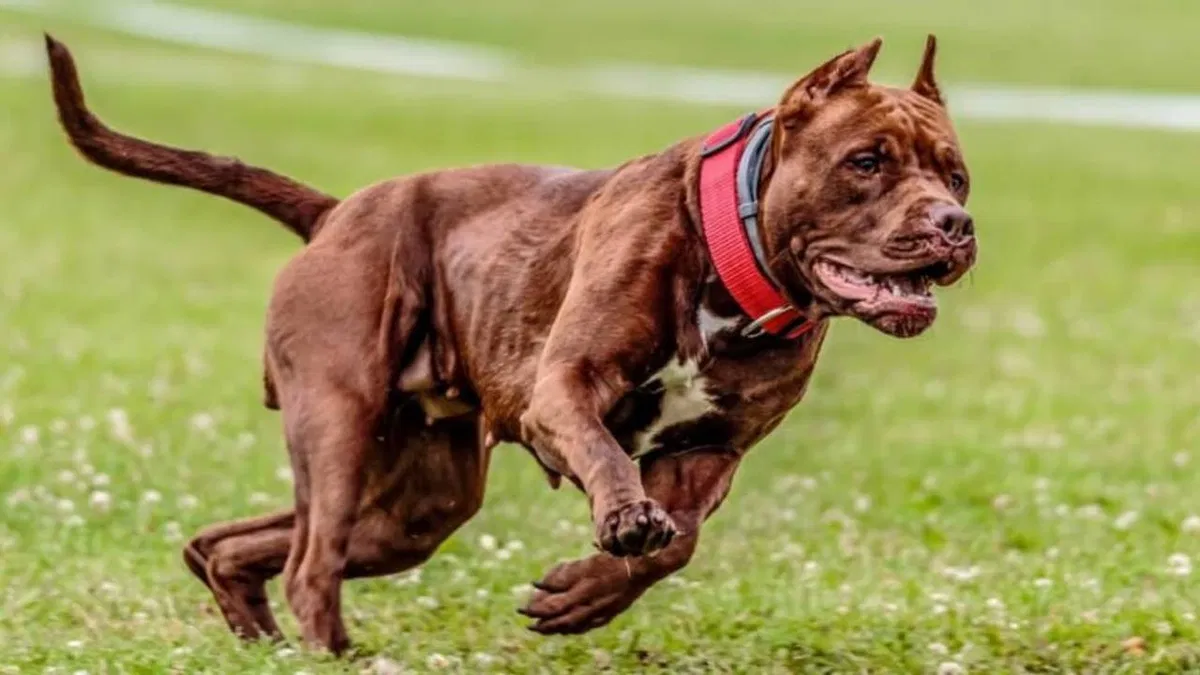        ৮ বছরের শিশুকে খুবলে খেল পিটবুল, গুরুতর আহত হয়ে ভর্তি হাসপাতালে  