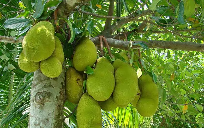 গ্রীষ্মকালীন ফলের উপকারিতা