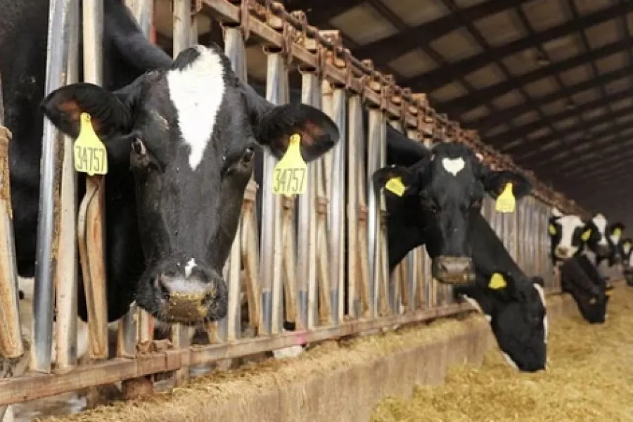 ১০০ টন দুধ দেবে চিনের ‘সুপার কাউ’!