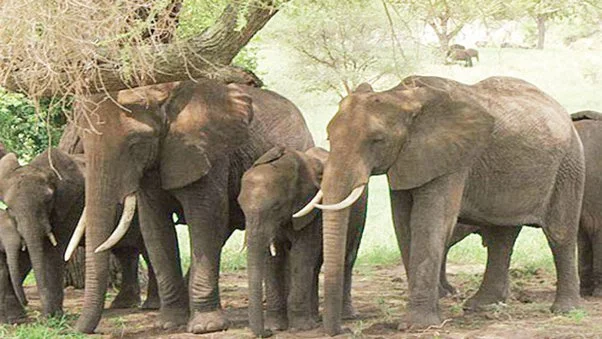 হাতিদেরও ডিউটি পড়ছে পঞ্চায়েত ভোটে