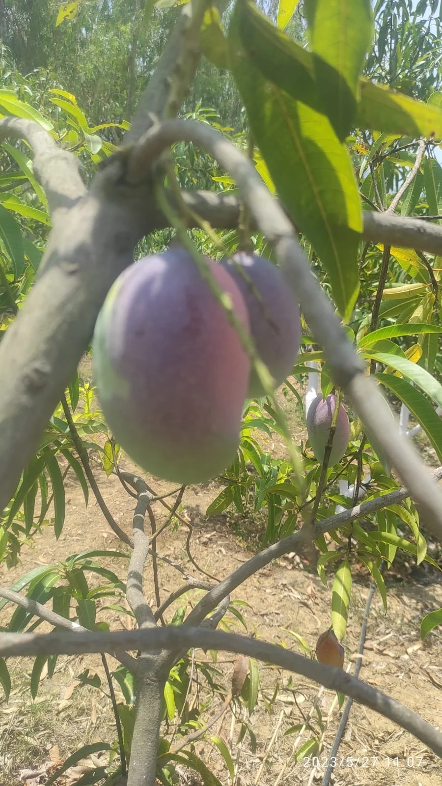 আড়াই লক্ষ টাকা দামের আম চুরি!<div class=