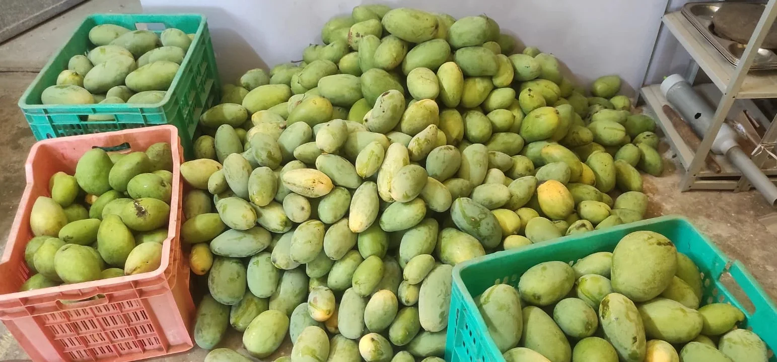 আড়াই লক্ষ টাকা দামের আম চুরি! সোশ্যাল মিডিয়ায় ফলনের ছবি পোস্ট করতেই হাজির চোরের দল