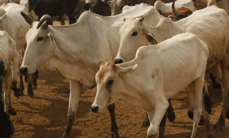 বিজেপিশাসিত মহারাষ্ট্রে গো-হামলাকারিদের নির্যাতনে মৃত্যু মুসলিম যুবকের