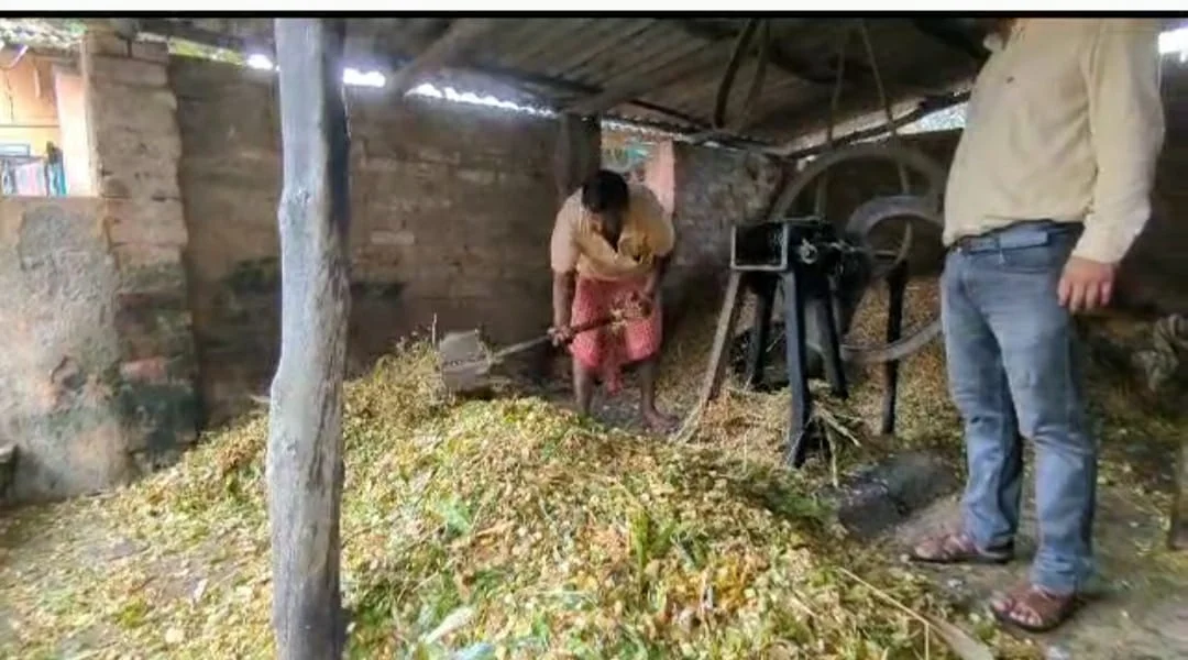 পশু খাদ্য থেকে সাইলেজ বানানোর প্রশিক্ষণ ও কর্মশালা হয়ে গেল নিমপীঠে