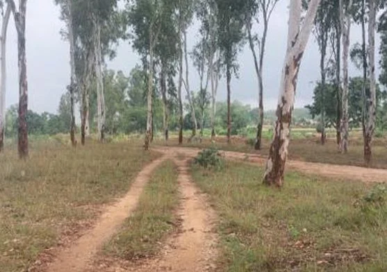 বিবাহবহির্ভূত সম্পর্কের জের! দলিত মহিলাকে অর্ধনগ্ন করে মারধর সহ গাছে বেঁধে রাখার অভিযোগ