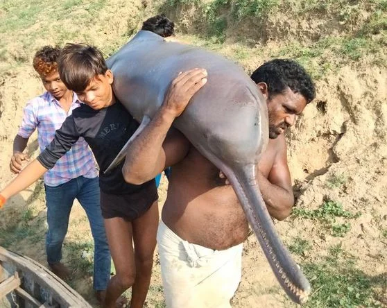 মাছ ধরার জালে উঠল ডলফিন, রান্না করে খেলেন জেলেরা