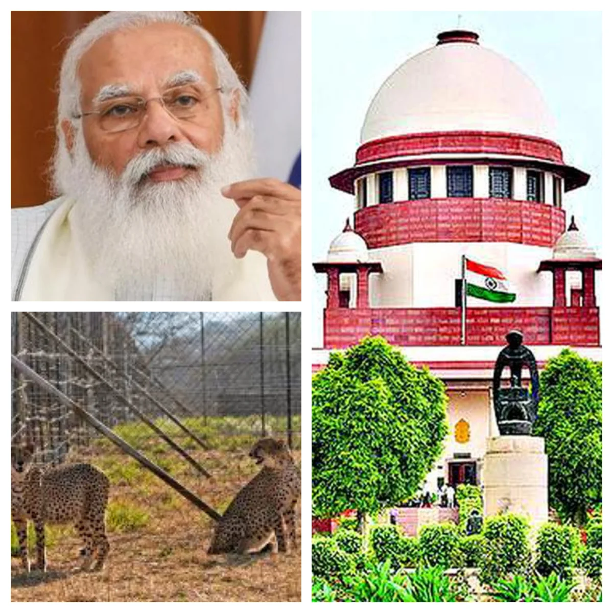 প্রেস্টিজ ইস্যু: ৪ মাসে ৮ চিতার মৃত্যু কেন, কেন্দ্রকে ভর্ৎসনা সুপ্রিম কোর্টের