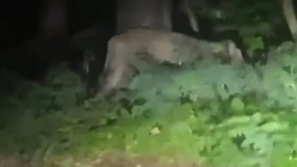 বার্লিনের রাস্তায় সিংহী! আতঙ্কে সাধারণ মানুষ