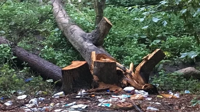   ৫৩ বছর আগের গাছ কাটার মামলায় গ্রেফতার ৭ বৃদ্ধা, পেশ আদালতে  