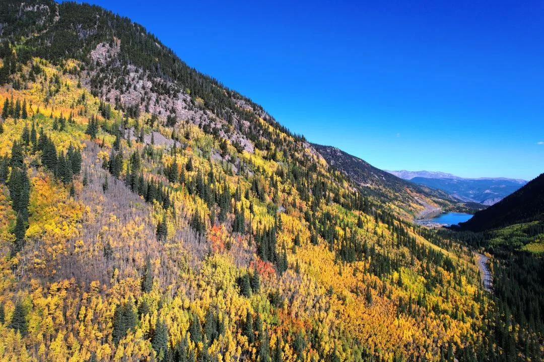 কোলাহল থেকে দূরে বাঁচতে গিয়ে মর্মান্তিক মৃত্যু, কলোরাডোতে জঙ্গলের মধ্যে উদ্ধার ৩ জনের বিকৃত দেহ