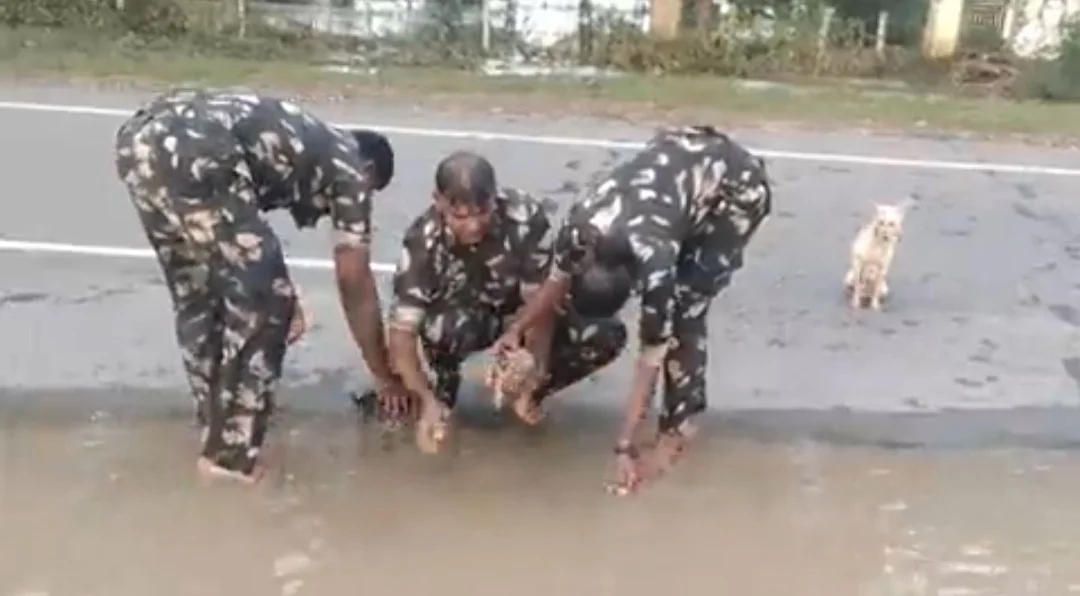 বন্যায় প্লাবিত এলাকা, শাবকদের বাঁচাতে মা কুকুরের ছোটাছুটি