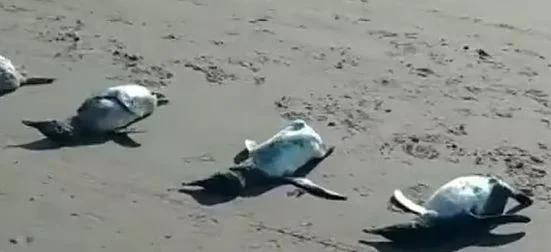 প্রচুর পেঙ্গুইনের মৃত্যু ঘিরে উদ্বিগ্ন পরিবেশ কর্মীরা   