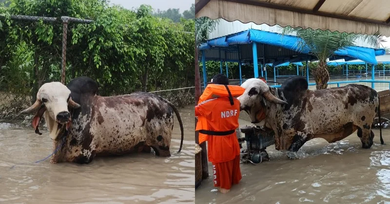 বন্যায় ভেসে যাচ্ছিল ১ কোটির ষাঁড় ‘প্রীতম’,  ঝাঁপিয়ে উদ্ধার এনডিআরএফের