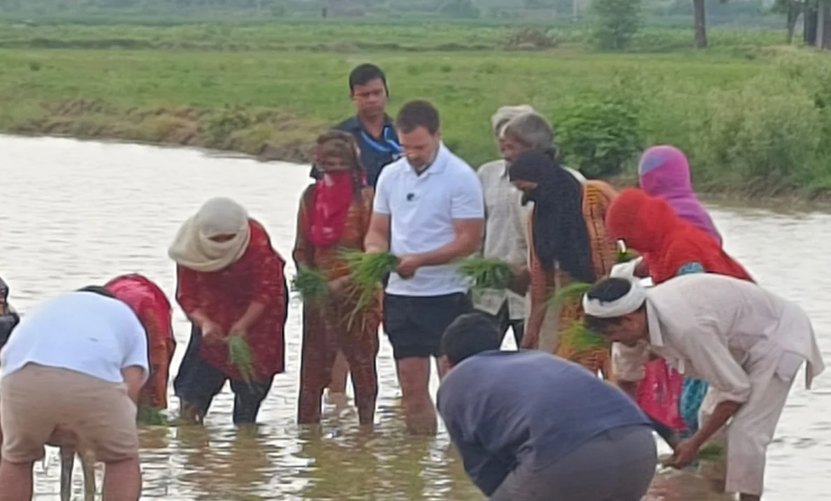 জনসমর্থন! হরিয়ানার সোনিপথে ধানখেতে কৃষকদের সঙ্গে ধান পুঁতলেন রাহুল