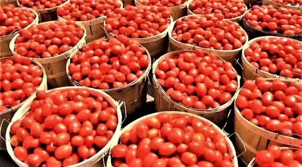 কর্নাটকে নিখোঁজ ২১ লক্ষ টাকা মূল্যের টম্যাটো বহনকারী ট্রাক, খোঁজ নেই চালকেরও